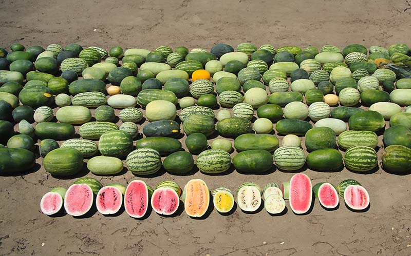 Varieties of Watermelon