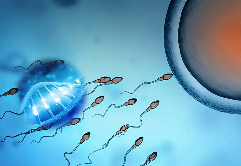 Protecting Sperm DNA from Damage