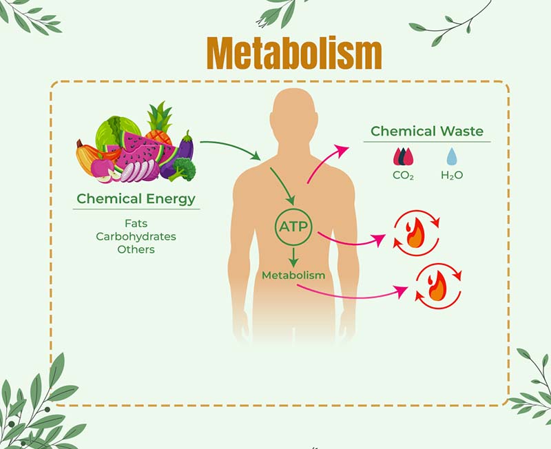 Connection Between Your Metabolism and Your ATP