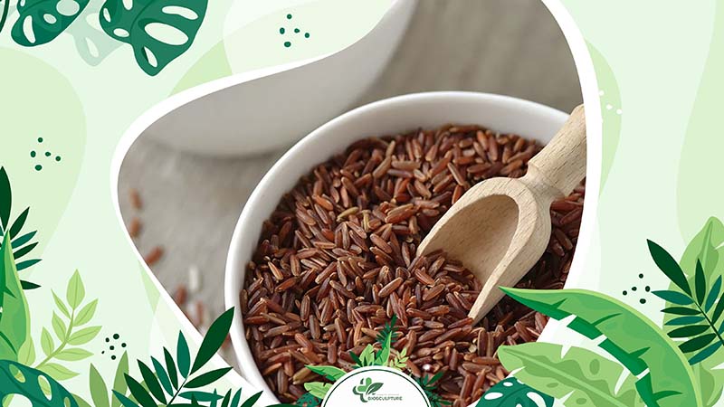 Brown Rice Vs White Rice: Which Rice Is Better?