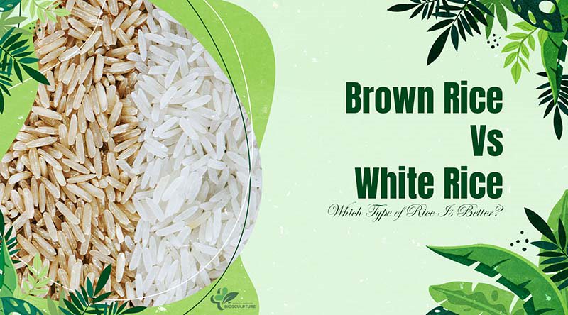 Brown Rice Vs White Rice